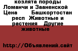 козлята породы Ломанчи и Зааненской › Цена ­ 1 - Башкортостан респ. Животные и растения » Другие животные   